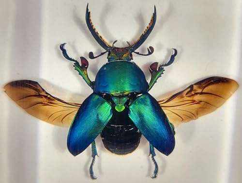 Image of 2.9 inch Real Lamprima Adolphinae Jewel Stag Beetle w /Open Wings in Crystal Clear Lucite Resin Specimen Preserved Insect Bugs Taxidermy Collection Biology Science Education Desk Ornament Display Supplies