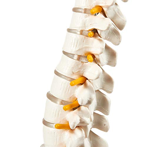 Image of 45cm Tall Human Vertebral Column Anatomy Spine Model for Chiropractor and Osteopath | Learn Spinal Anatomy In No Time With This Spine Model