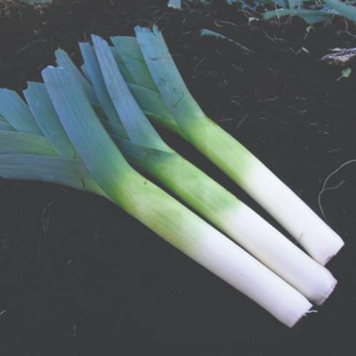 Leek F1 'Below Zero' Seeds – Winter-Hardy, Rust-Resistant, British-Bred Hybrid for Long-Standing Upright Growth, 1 x Packet 40 Seeds, by Suttons