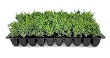 Shimpaku Juniper | 20 Live Plants | Juniperus Chinensis | Evergreen Bonsai Specimen for Indoor & Outdoor Landscapes | Hardy Dwarf Plants