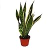 Plant In A Box - Sansevieria Trifasciata 'Futura Superba' - Set Di 4 Vaso 12cm Altezza 35 40cm 87651769
