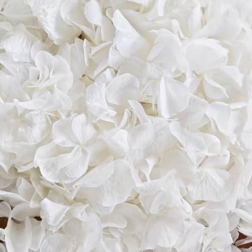 6000Pcs Ivory White Dried Hydrangea Flower Petals for Weddings, 4.23 oz