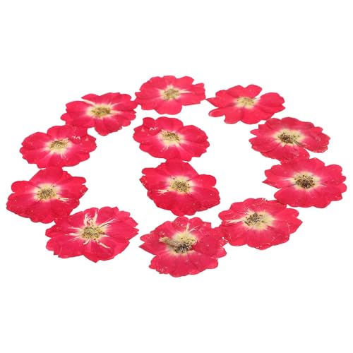 Flores secas prensadas naturales 12 pcs para DIY