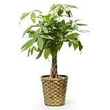 bloomee(ブルーミー) パキラ 7号サイズ 観葉植物 (木目カゴ 付) 本物 大型 室内用 鉢 (金運アップ 空気浄化 風水) おしゃれ インテリア 大きい (ギフト プレゼント お祝い) 初心者でも育てやすい