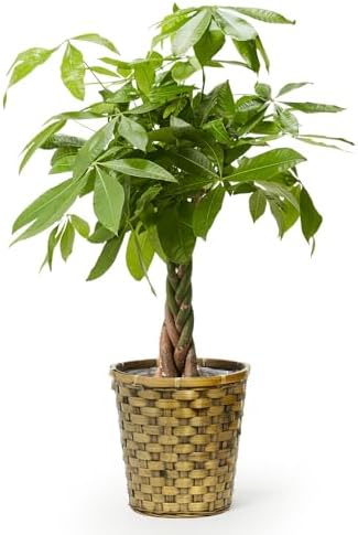 bloomee(ブルーミー) パキラ 観葉植物 (7号 木目カゴ 鉢カバー 付) 本物 大型 室内用 鉢 (金運アップ 空気浄化 風水) おしゃれ インテリア 大きい (ギフト プレゼント お祝い) 初心者でも育てやすい お中元 敬老の日