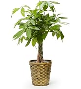 bloomee(ブルーミー) パキラ 観葉植物 (7号 木目カゴ 鉢カバー 付) 本物 大型 室内用 鉢 (金運アップ 空気浄化 風水) おしゃれ インテリア 大きい (ギフト プレゼント お祝...