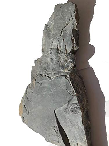 Genuine Elrathia Kinghi Trilobite Fossil 15" x 8.5"