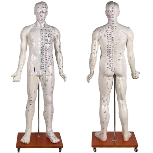 HCLYXOZ Muñeco de acupuntura de tamaño Natural 5.8ft/178cm Modelo de Punto de acupuntura Humana con Instrucciones de acupuntura en inglés y Base de polea Adecuada