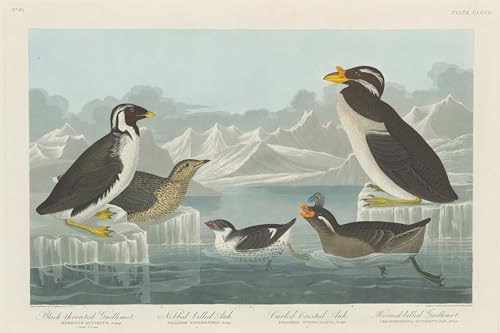 Prints Toile Peinture Murale Guillemot Audubon, une finition d'exception