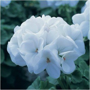 Graines de géranium bonsaï suspendues pour la maison Graines de la décoration du jardin Géranium fleur bleue