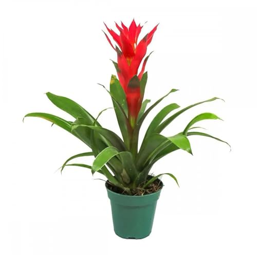 Genérico, Muda de Bromelia 20 a 40cm AMK - Plantas Online