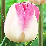 5 pièces Bulbes de Tulipes Fleurs Tulipes à planter Tulipe bulbes pour jardin Innuendo