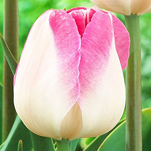 5 pièces Bulbes de Tulipes Fleurs Tulipes à planter Tulipe bulbes pour jardin Innuendo