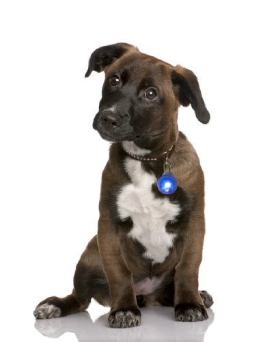 LED Pendentif lumier INCL. Batterie pour Chiens, Chats, Animaux domestiques | Collier Brillant LED Collier de Chien dans Bleu Nouvellement de la Marque PRECORN Cover