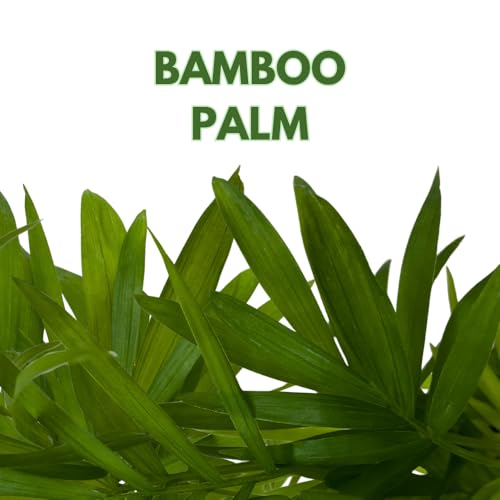 BubbleBlooms Neanthe Bella Palm, in a 2 inch Pot Palma Areca, Chamaedorea seifrizii elegans, Mini Bamboo Palm Tree Plant