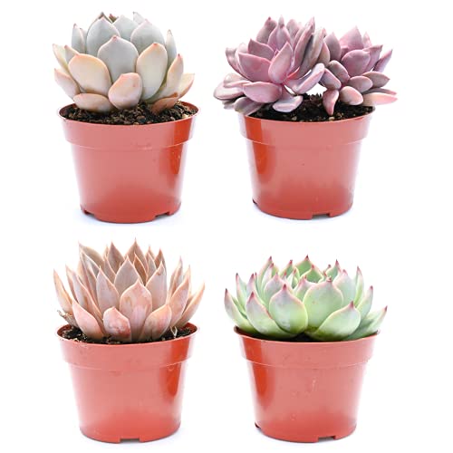 Live Echeveria Succulent Plants (4 Pack) – Assorted 4-Inch – Fully Rooted Echeveria Succulents – Live Rosette Succulent Set