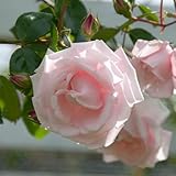 Harkness Roses Climbing Rose 'New Dawn' â„¢ 4 Litre Pot