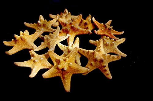 5 Small Starfish SeaShells, Brown, 6 - 8 cm - Image 2