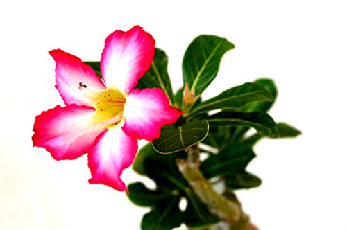 Adenium Bonsai - Pink & Red - Image 2