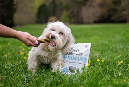 Brit Hundezahnstäbchen mit Inhaltsstoffen zur Unterstützung von Zähnen & Zahnfleisch, Kamille & Salbei Geschmack für Hunde, 1 Packung mit 7 Stäbchen