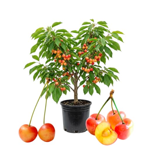 Cherry Tree Live Plant, Cherry Fruit Plant 3-4 Feet Tall in 3 Gallon, Sweet Fruit Tree, Cold Hardy for Outdoor Growing (Rainier Cherry)