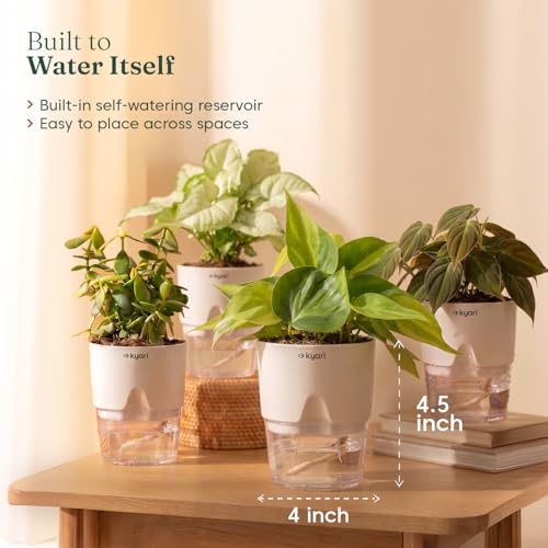 Image of Kyari Combo of 4 Indoor Plants - Jade, Syngonium White, Philodendron Micans & Philodendron Oxycardium with White Self Watering Pot 4 Inch