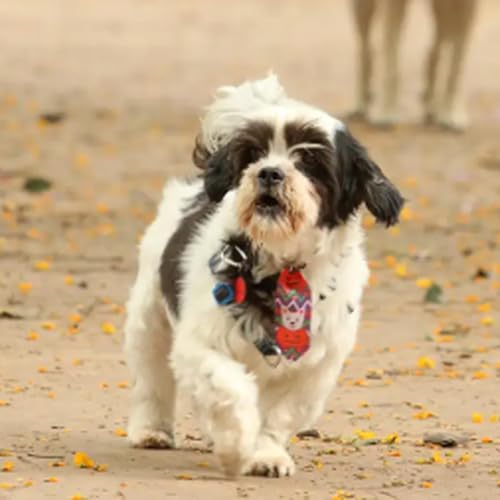 Responsabilidades de ter um pet