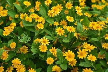 Nandhanam Wedelia Sphagneticola Trilobata, Bay Biscayne, Singapore Daisy,Flowering Plant for Hanging Baskets,groundcovers(50 cuttings healthy live plants each)
