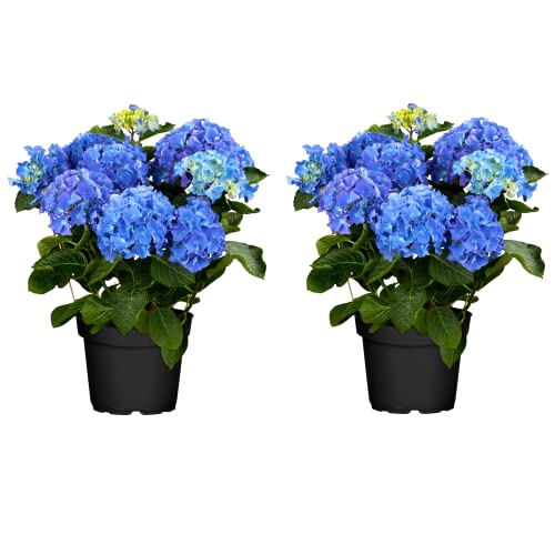 DECOALIVE Hortensia - Set de 2 Plantas Naturales - Flores Azules - Hydrangea