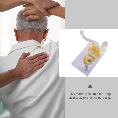 Modèle d'épaule anatomique VOSAREA avec ligaments en PVC stable