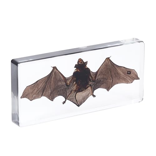 1st Heaven Real Taxidermy Bat in Resin - Authentic Animal