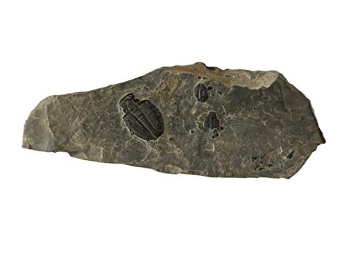 Genuine Elrathia Kinghi Trilobite Fossil 7 1/2" x 2 3/4" x 1/2"