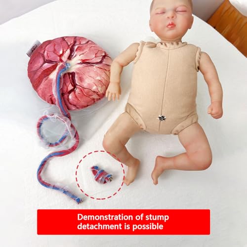 Modello di cura del neonato in ostetricia e ginecologia - Strumento didattico per placenta e feto con cordone ombelicale rimovibile per l'educazione ostetrica