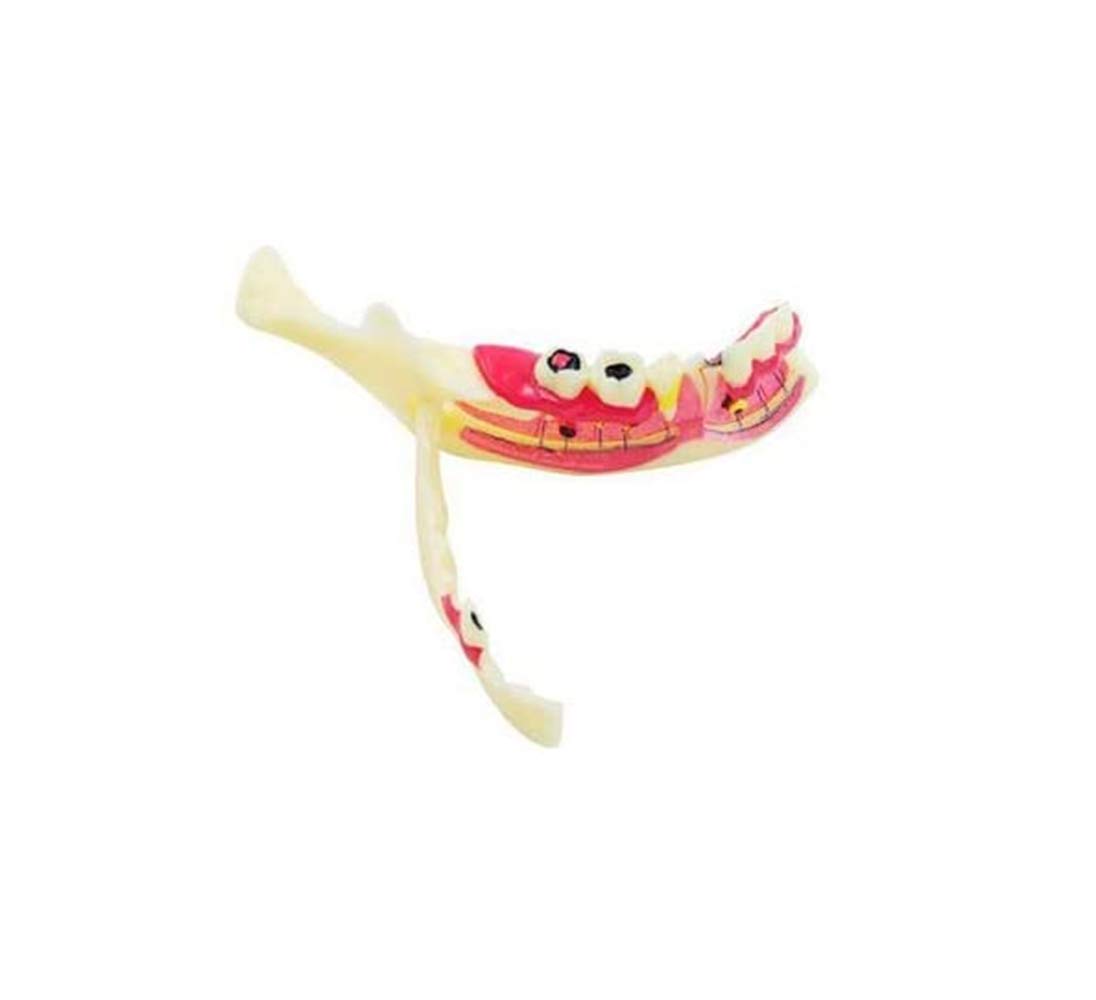 Big Dental Teeth Model Anatomy Large Dental Anatomical Model For Teaching Studying Education Demonstration Patient Communication
