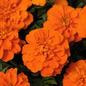 Go Green Marigold Jafri Orange Flower -50 Seeds (B00KT03NOG) Amazon Price History, Amazon Price Tracker