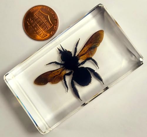 Image of 2.3 inch Real Carpenter Bamboo Bee w /Open Wings in Crystal Clear Lucite Resin Specimen Preserved Insect Taxidermy Collection for Biology Science Education & Desk Ornament Display Supplies Paperweight