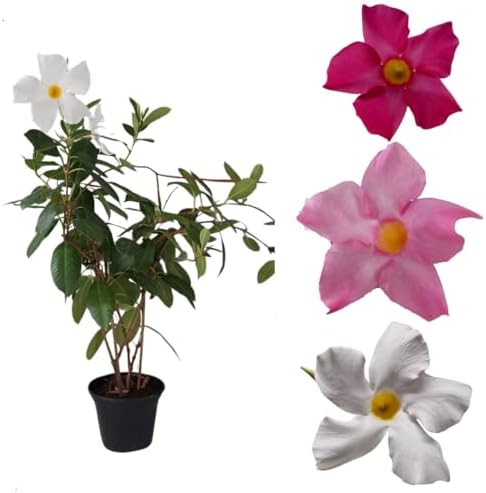 Flor Dipladenia Mandevilla Planta Rara Cores Mistas Natural