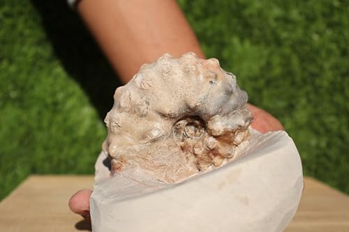 Image of Ammonite Mammites Nodosoides Ammonite Fossil Rare Ammonite Fossil Natural Fossil from Morocco A26