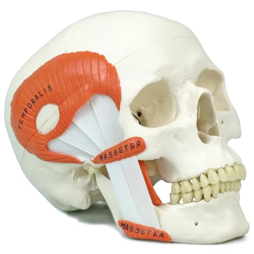 顎関節模型 41zqs17f1cL.jpg