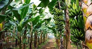 G9 banana tissue culture plants (B0C38WWLJM) Amazon Price History, Amazon Price Tracker