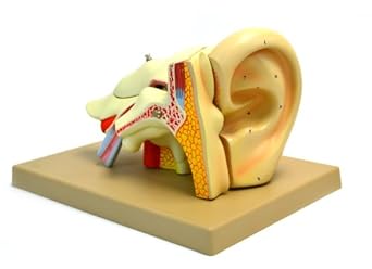 Eisco Labs Model, Human Ear, 5 Parts, 4X Life Size
