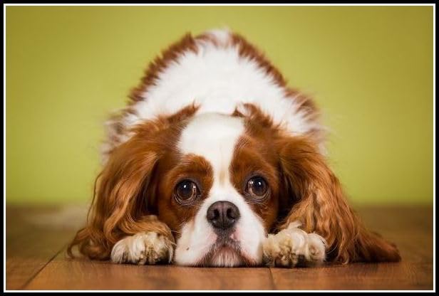 Amazon | キャバリア・キング・チャールズ・スパニエルの