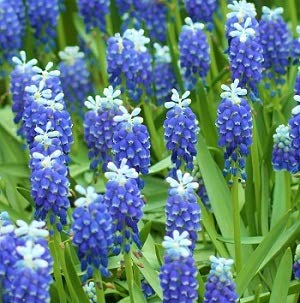 Amazon.co.jp: ムスカリ 球根 タッチオブスノー 10球入 : DIY・工具