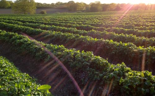 Tiptree Morello Cherry Preserve