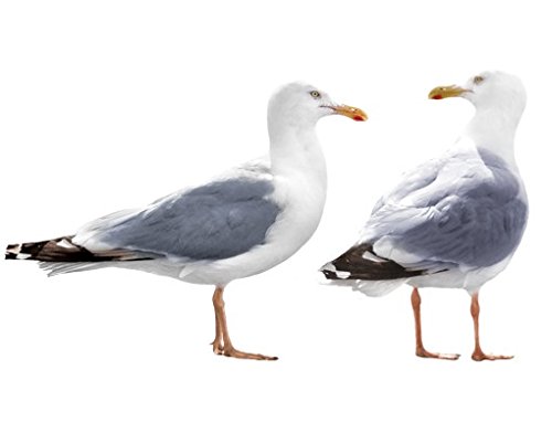 Apalis Wandtattoo No.YK4 Möwen Set Vögel Meer Strand Nordsee Sylt