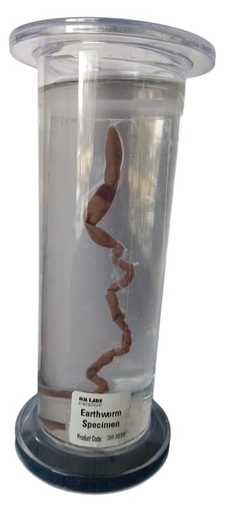 Earthworm Specimen (Zoology Specimen) Brand OM Labs-image-1