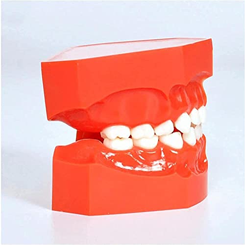 Modèle dentaire d'apprentissage avec alternance de dents de lait et définitives