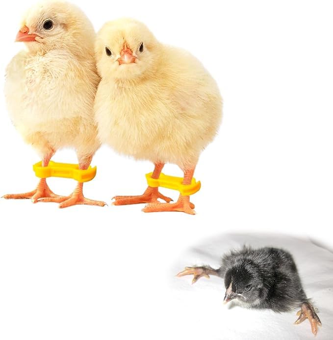 Baby Chick Leg Hobbles Chicken Hobble Braces for Spraddle Leg Repair of 1 to 3 Days Newly Hatched. Pack of 3