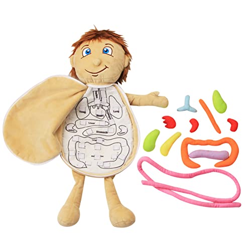 3D Organ Apron, Human Body Organs Toy Educational Toys for Children Educational Science Preschool Early Teaching Equipment - Image 2