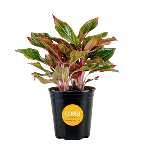 Costa Farms Chinese Evergreen Live Plant,...